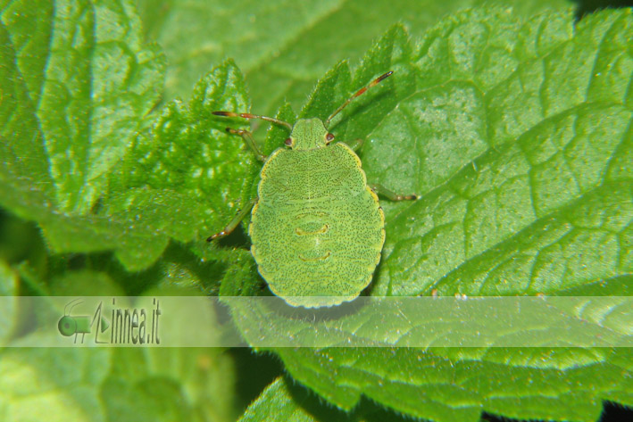 Ninfa Palomena prasina